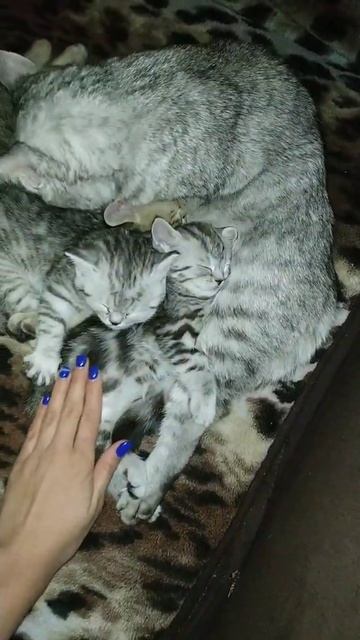 Шотландские котята. Скоттиш-страйт, во сне, маленькие сплюхи) смотреть онлайн