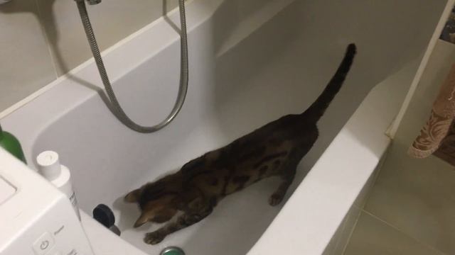 Кот играет с водой 🙀 💦 🙀 смотреть онлайн