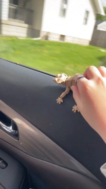 New 3d printed crested gecko смотреть онлайн