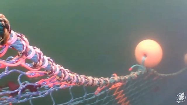 Underwater Fishing Camera: Trawl Net Shooting in Scotland Fishery смотреть онлайн