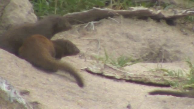 Djuma: Dwarf Mongoose group hanging around their small den - 16:22 - 01/06/19 смотреть онлайн