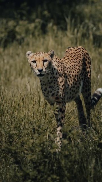 #shorts||Amazing facts about Cheetah|| смотреть онлайн