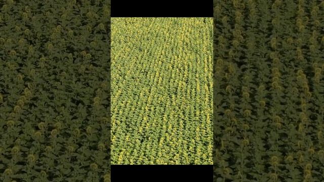 Mientras haya vida hay esperanza смотреть онлайн