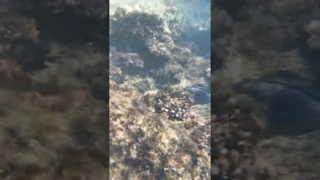 Fish3 смотреть онлайн