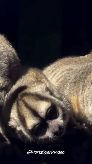 Night Vision Master: Andean night monkey смотреть онлайн