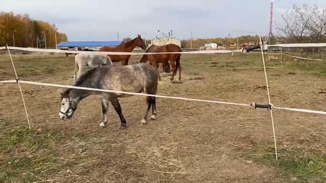 Электропастух Агри 500 для лошадей с лентами! Отзыв из Владикавказа - узнай все плюсы электропатух смотреть онлайн
