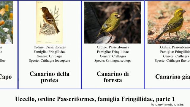 Uccello, ordine Passeriformes, famiglia Fringillidae, parte 1 canarino carduelis beccogrosso del смотреть онлайн