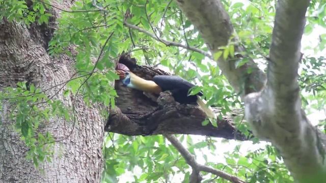 Knobbed Hornbill (Male) смотреть онлайн