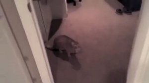 Кот орет и взрывается...