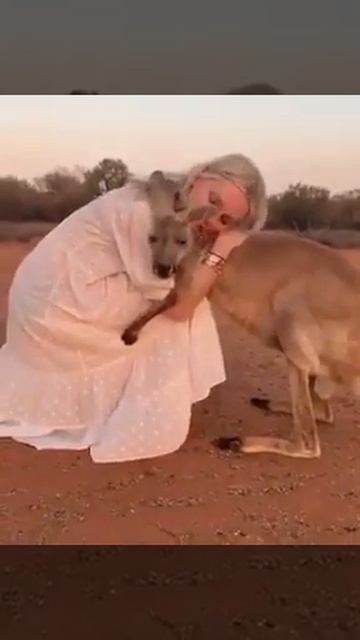 AUSTRALIA KANGAROO AUSTRALIA FIRE смотреть онлайн