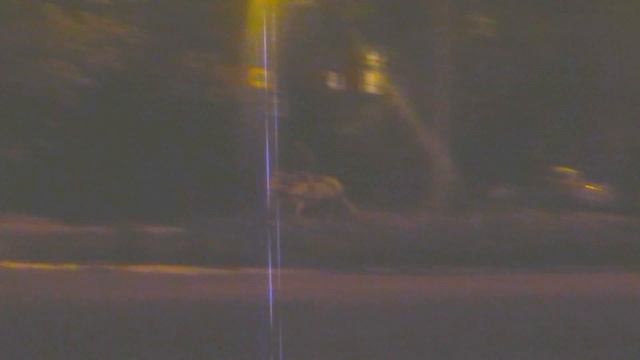 Лошадь в центре Краматорска смотреть онлайн