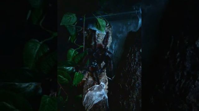 Avicularia versicolor mating.avi смотреть онлайн