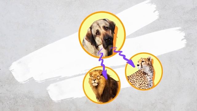 Кангал – гроза волков! Почему даже 3 волка не могут противостоять одному Кангалу? смотреть онлайн