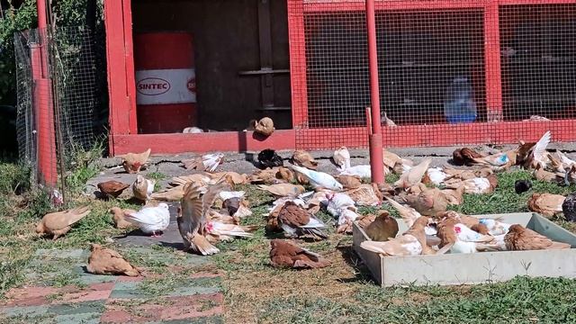 Мои выводы после командировки голубей смотреть онлайн