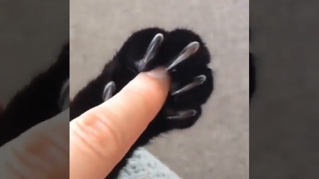 Black cat paw смотреть онлайн