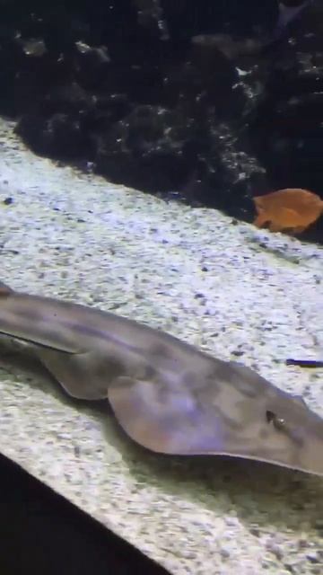 Stingray #stingray смотреть онлайн