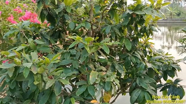 Cách làm cây hoa mai sai bông vào dịp Tết 2023.How to make plants flower on Tet holiday. смотреть онлайн