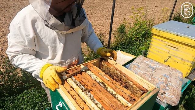 Цена Меда! Price of Honey!🍯🐝🌻☀️🐝!!! смотреть онлайн