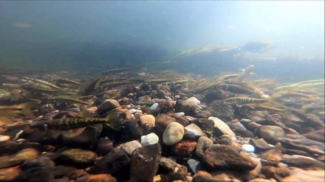 Tarło strzebli potokowej (Phoxinus phoxinus). Eurasian minnow spawning смотреть онлайн