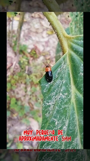 Escarabajos clickFAMILIA ELATERIDAE Leach, 1815Drapetes sp ?#coleoptera#insectos#natural смотреть онлайн