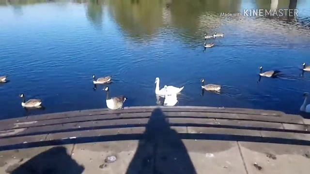 Совместный влог. Хвост , как у лошади :))) смотреть онлайн