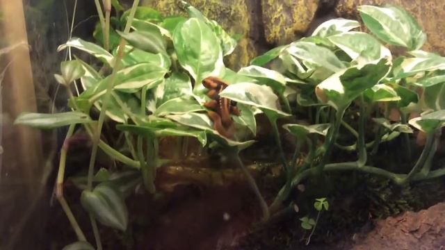 Tylototriton shanjing смотреть онлайн