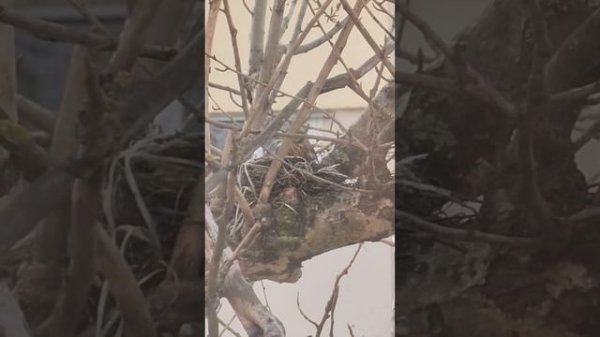 Строительство гнезда дроздами.