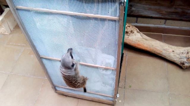 YAGU (Suricata), trepando a por cucarachas смотреть онлайн