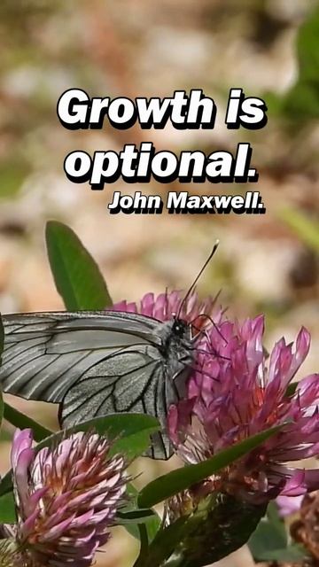 Black-veined white #Insect #challenge Day 32 🌟 #youtubeshorts #nature #shorts #wildlife #butterfly смотреть онлайн