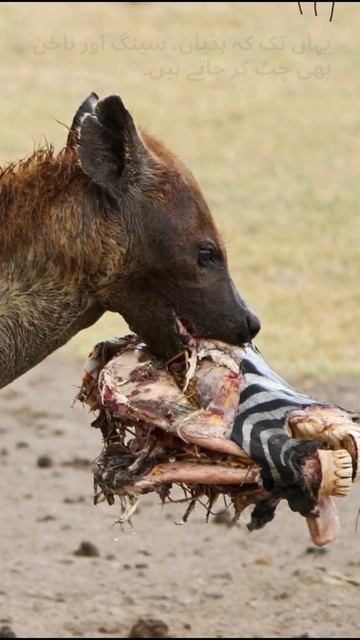 Hyenas have the strongest bite in the world | Short video No. 5 смотреть онлайн