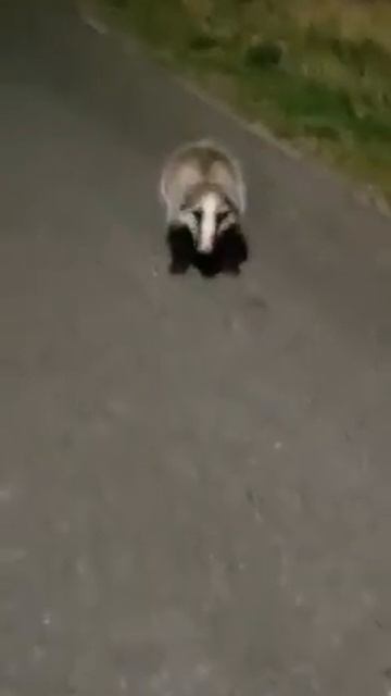 Animal Kingdom Experts