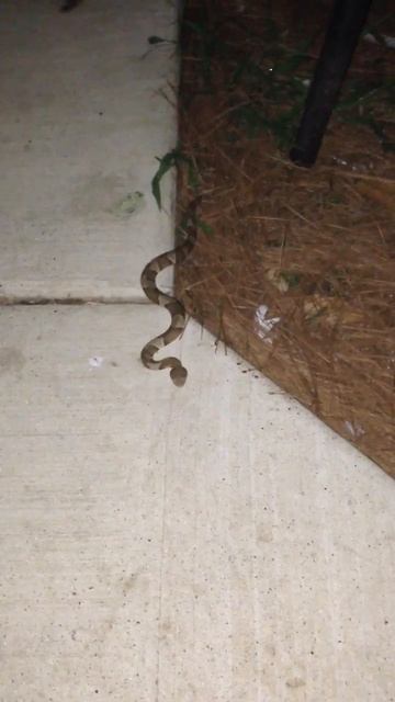 Copperhead snake in Texas смотреть онлайн