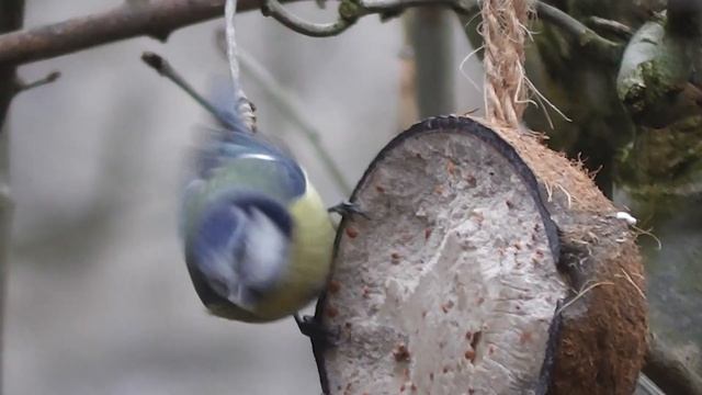 Allotment Diary : Close up Blue Tits on Fat Coconuts New Camera Zoom Test. смотреть онлайн