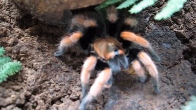 Aphonopelma Bicoloratum - feeding смотреть онлайн