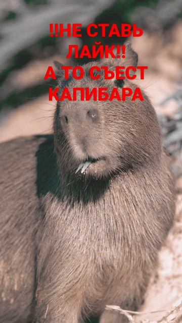 Я сказал #мэм #жиза #капибара смотреть онлайн