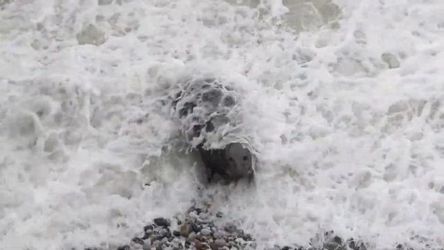 Boxing Day Seals - 26th December 2023 смотреть онлайн