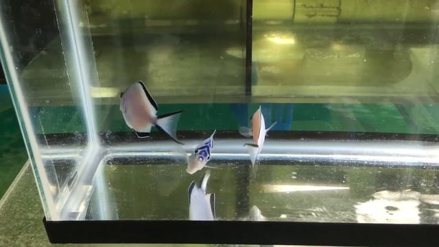 Watanabe Angel Trio female смотреть онлайн