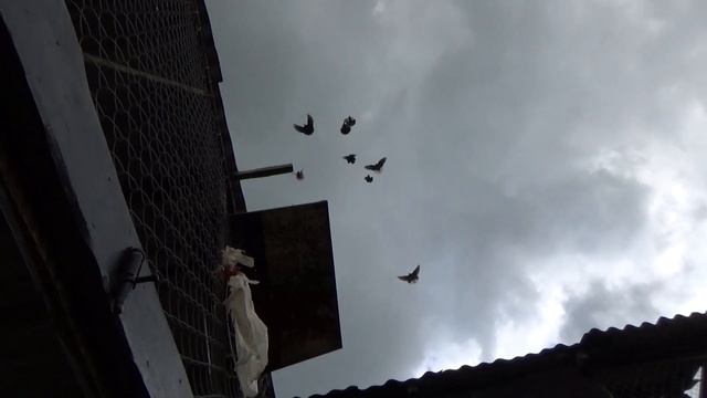 голуби 2014, пробный смотреть онлайн