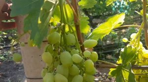 Вызревание лозы, фиксируем по сортам, очень важный фактор