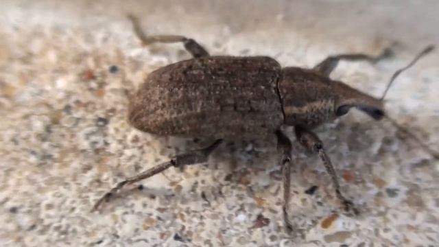 Weevil (Curculionidae: Listronotus caudatus) Close-up смотреть онлайн