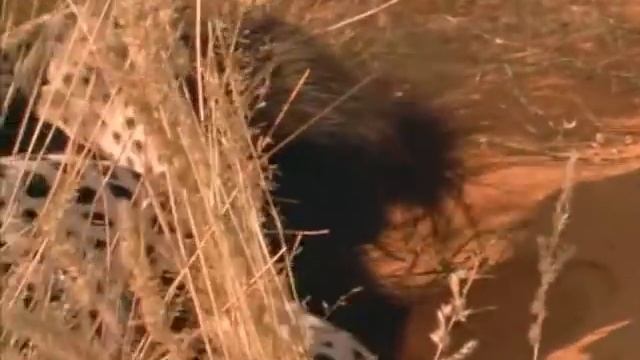 Death Of A Honey Badger смотреть онлайн