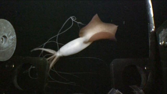 Magnapinna squid up close (bigfin squid) смотреть онлайн