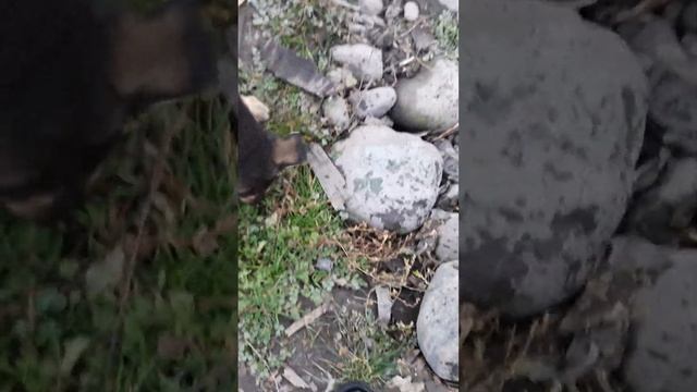 Щенок и траву ест и мясо. смотреть онлайн