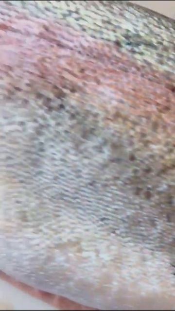 Sustainable Steelhead Salmon Canadian Organic Natural Harvested No Antibiotics No Chemical смотреть онлайн