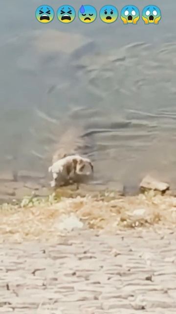 Crocodile attack dog 😫😓😱😱😱😠😠😠😭 смотреть онлайн