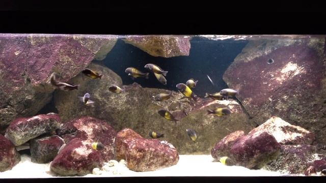 325 liter Tanganyika i Hässelby смотреть онлайн