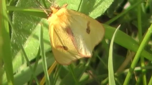 Diacrisia sannio male roodbandbeer смотреть онлайн