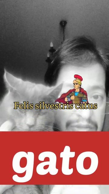 Кот на испанском языке смотреть онлайн