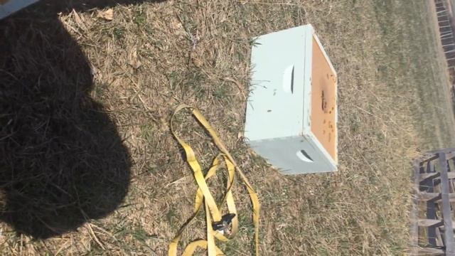 Spring Bees: (Feeding Bees in the Spring) смотреть онлайн