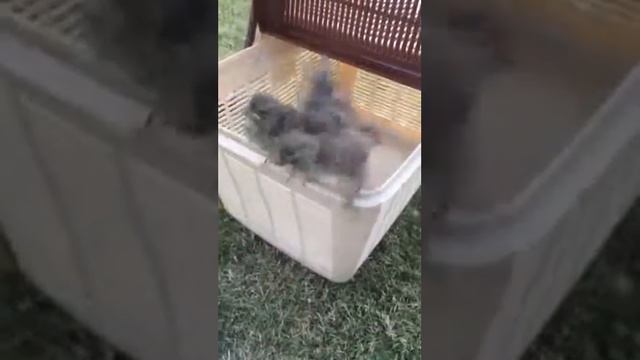 Птенцы вывалившиеся из гнезда 2 смотреть онлайн